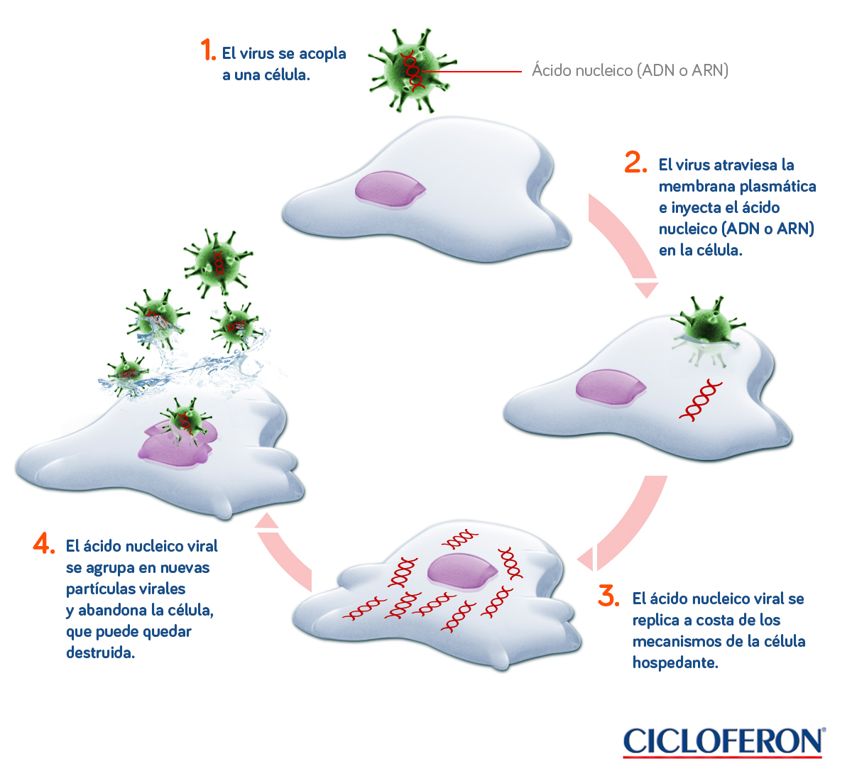 Esquema-cicloferon-blog